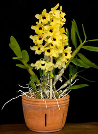Gelb dendrobium orchid blume samen for anpflanzung - sun loving, heirloom & gmo free samen for home garten
 
 sale for anpflanzung in home garten.
