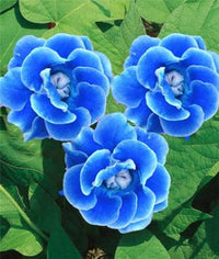 Blau Gloxinie Blumensamen zur Aussaat