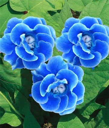 Blau Gloxinie Blumensamen zur Aussaat