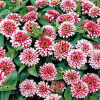 Vibrant weiß rosa zinnia anpflanzung samen for your garten blume