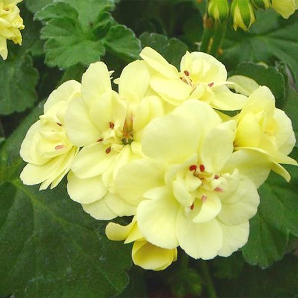 Gelb Geranie Blumensamen zur Aussaat – Schnitt Blume beliebt – Traditionssorte & ohne Gentechnik Samen Hausgarten