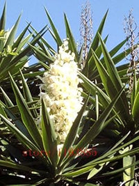 Weiß yucca blume samen for anpflanzung - perfect for borders, heirloom & gmo free samen for home garten
 
 sale for anpflanzung in home garten