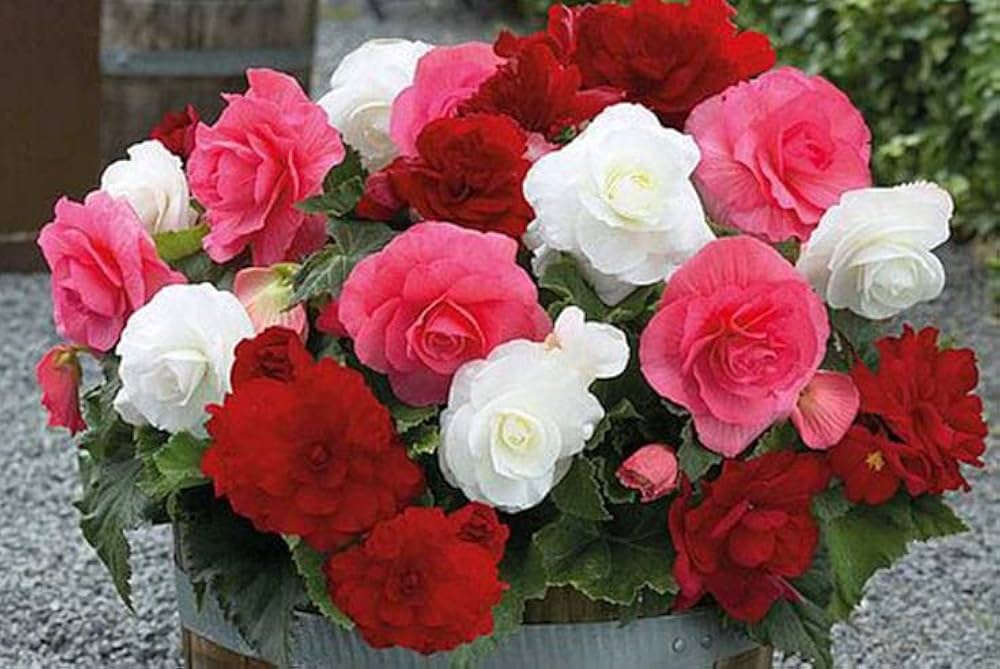 Gemischt Begonie Semperflorens Blumensamen
