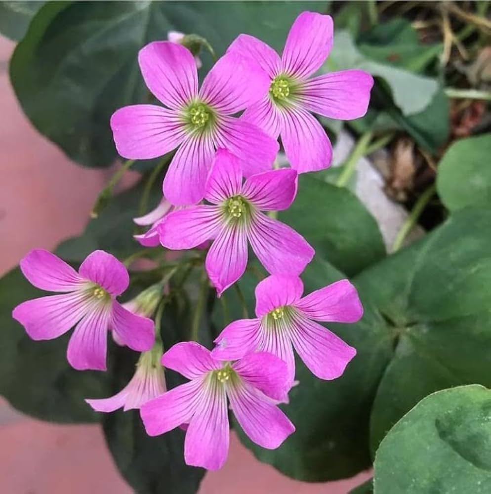 Grün Lila Sauerklee Corymbosa Blumensamen zur Aussaat – Wildblume Mischung – Traditionssorte & ohne Gentechnik Samen Hausgarten