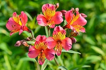Rot gelb alstroemeria blume samen for anpflanzung - bright blooms, heirloom & gmo free samen for home garten
sale for anpflanzung in home garten