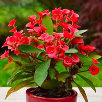 Euphorbia Milii Blumensamen zur Aussaat kompakt Wuchs Traditionssorte & ohne Gentechnik Samen Hausgarten
