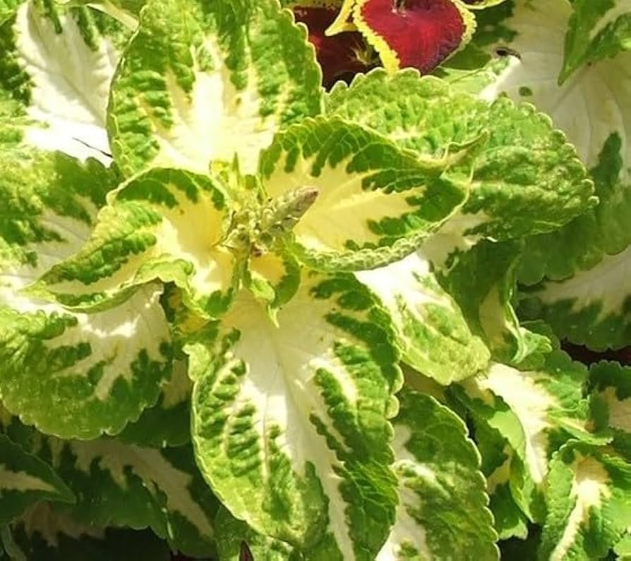 Grün Weiß Buntnessel Blumensamen zur Aussaat – leuchtend Blüten – Traditionssorte & ohne Gentechnik Samen Hausgarten