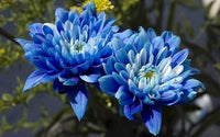 Himmelblau & Weiß Chrysantheme Blumensamen zur Aussaat Landhaus Garten wichtig Traditionssorte & ohne Gentechnik Samen Hausgarten