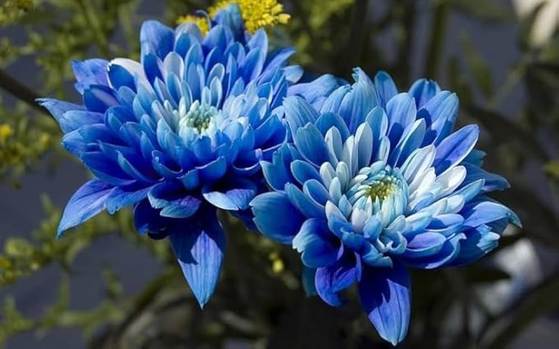 Himmelblau & Weiß Chrysantheme Blumensamen zur Aussaat Landhaus Garten wichtig Traditionssorte & ohne Gentechnik Samen Hausgarten