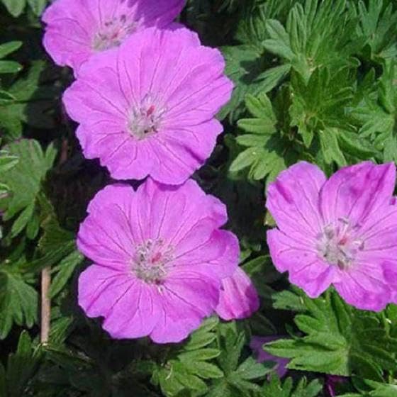Lila Geranie Blumensamen zur Aussaat – hochwertige Qualitäts- – Traditionssorte & ohne Gentechnik Samen Hausgarten