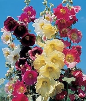 Mixed danish hollyhock blume samen for anpflanzung - hardy variety, heirloom & gmo free samen for home garten
 
 sale samen for anpflanzung in home garten