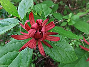 Rot carolina allspice blume samen for anpflanzung - drought tolerant, heirloom & gmo free samen for home garten
 
 sale for anpflanzung in home garten