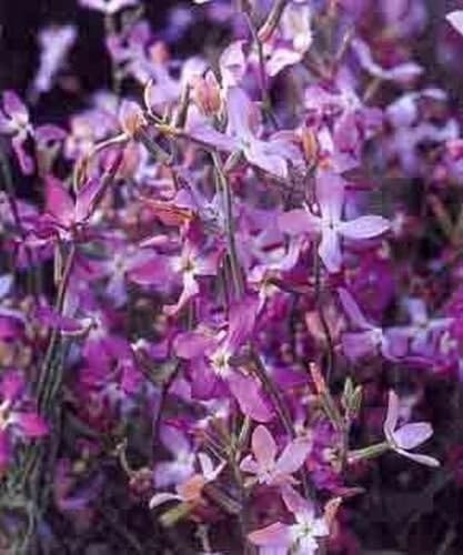 Lavendel-Scented Evening Stock Samen duftend Night-blühend Blumen