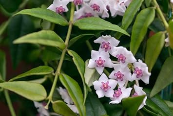 Multi carnosa blume samen – sun loving heirloom nongmo samen for home garten
 
 sale for anpflanzung in home garten