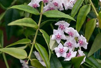 Multi carnosa blume samen – sun loving heirloom nongmo samen for home garten
 
 sale for anpflanzung in home garten