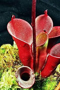 Rot heliamphora pulchella blume samen for anpflanzung - hardy variety, heirloom & gmo free samen for home garten
 
 sale for anpflanzung in home garten