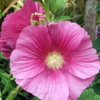 Zebrina Mini Stockrose Alcea rosea Samen zur Aussaat Blume Beet