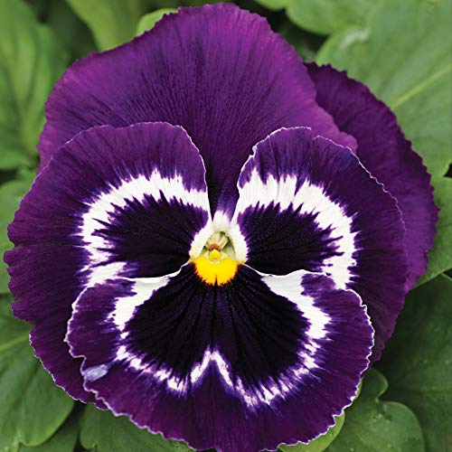 Lila Stiefmütterchen Blumensamen zur Aussaat Anzucht Traditionssorte & ohne Gentechnik Samen Hausgarten