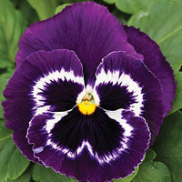 Lila Stiefmütterchen Blumensamen zur Aussaat Anzucht Traditionssorte & ohne Gentechnik Samen Hausgarten