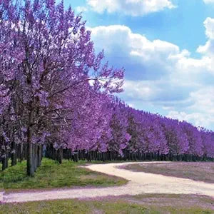 Royal empress paulownia tomentosa for anpflanzung in landscape