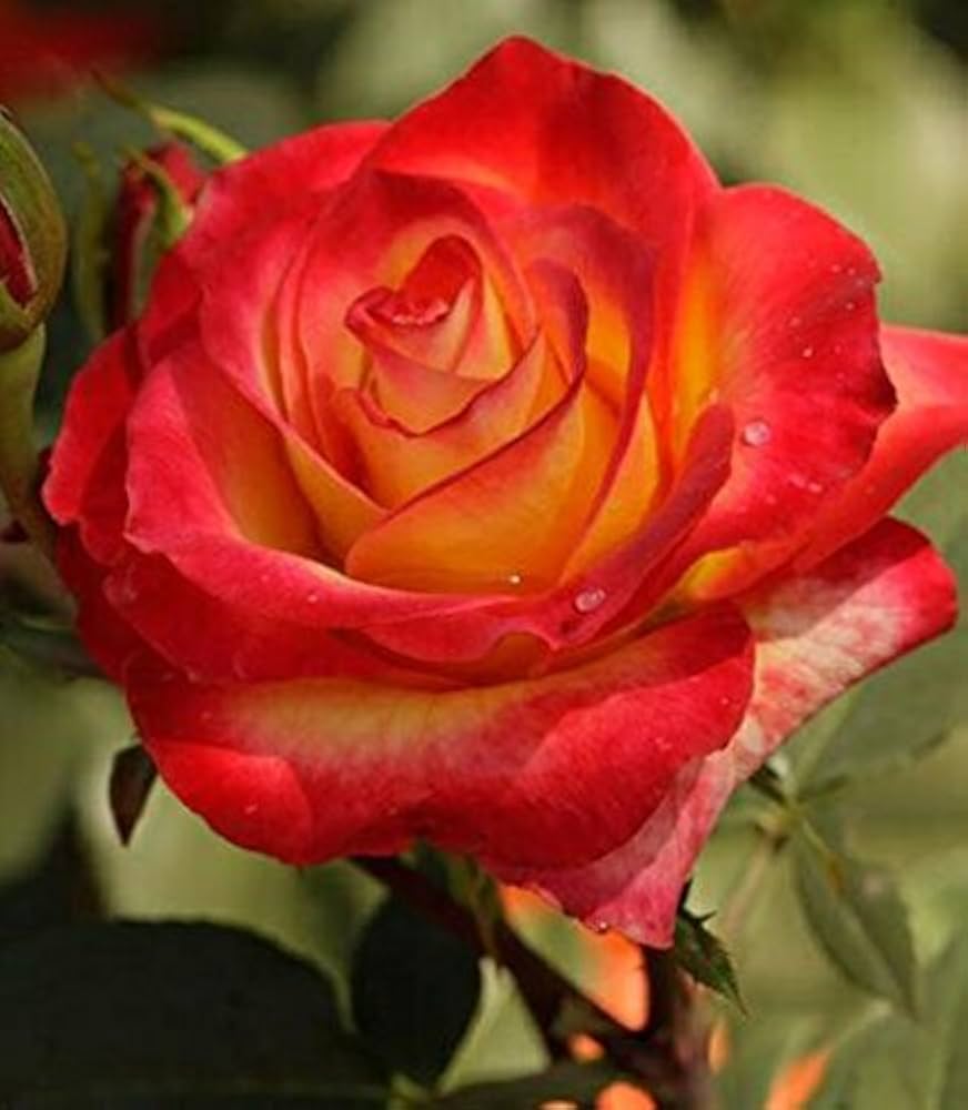 Bonsai Rose Blumensamen zur Aussaat robust Sorte Traditionssorte & ohne Gentechnik Samen Hausgarten