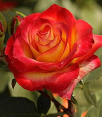 Bonsai Rose Blumensamen zur Aussaat robust Sorte Traditionssorte & ohne Gentechnik Samen Hausgarten