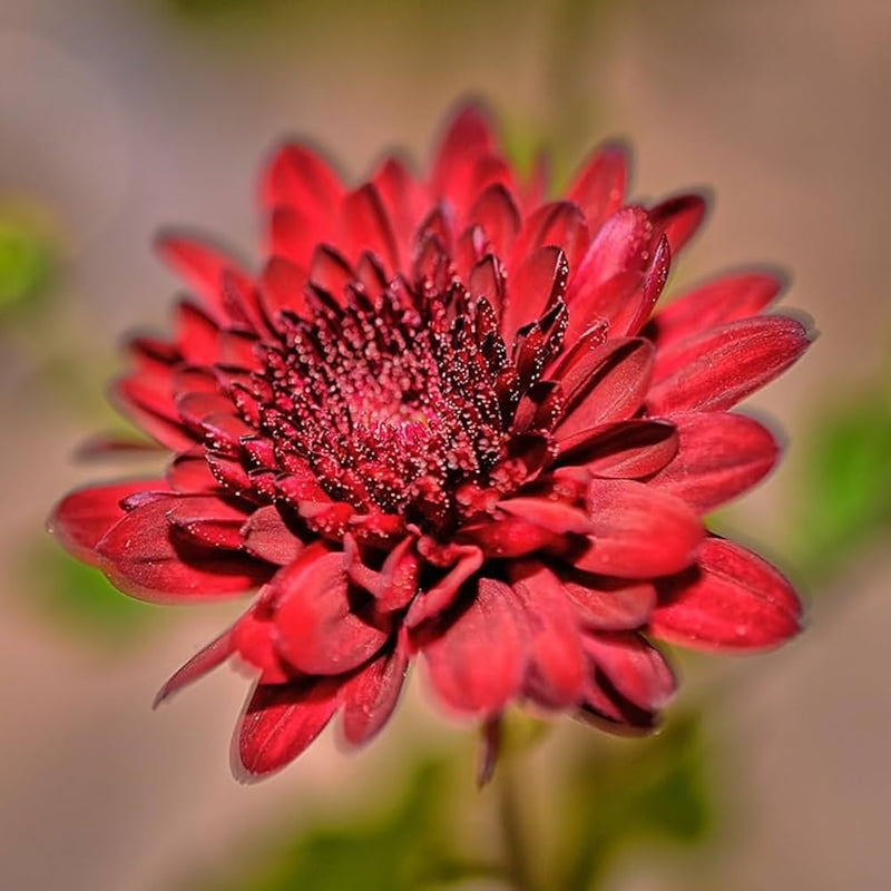 Rot chrysanthemum morifolium for anpflanzung in blume bed