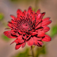 Rot chrysanthemum morifolium for anpflanzung in blume bed
