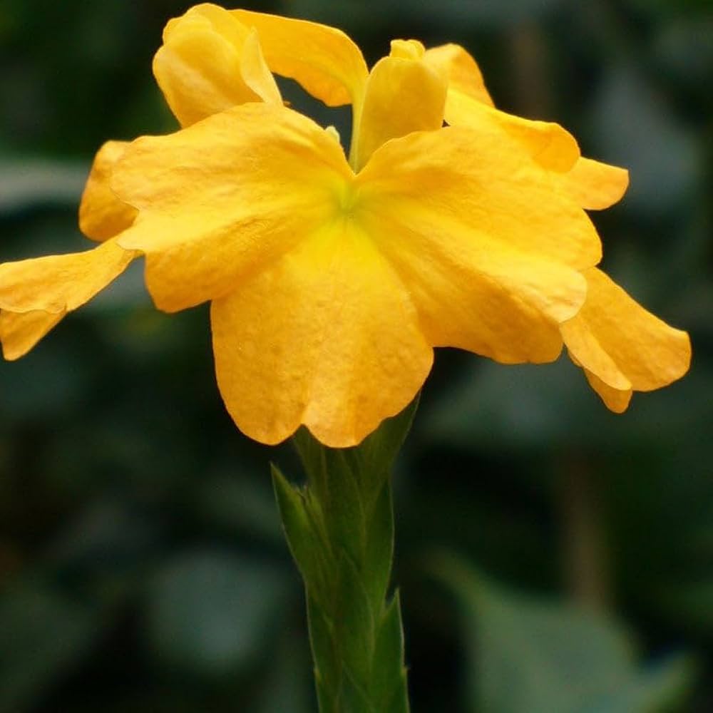 Gelb Crossandra Blumensamen üppig Blüten – ideal Addition Garten Kollektion