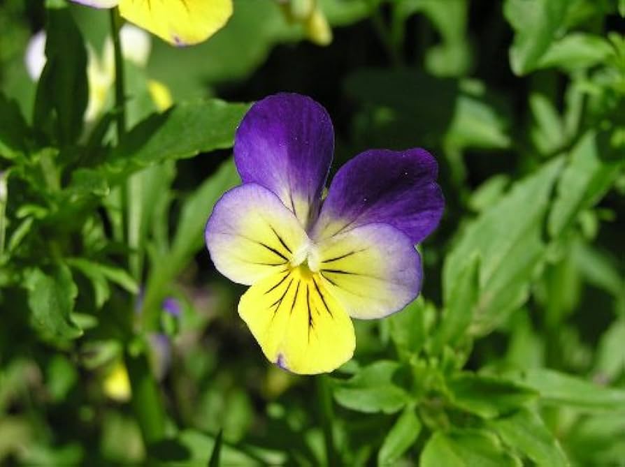 Veilchen Tricolor Blumensamen zur Aussaat Halbschatten verträglich Traditionssorte & ohne Gentechnik Samen Hausgarten