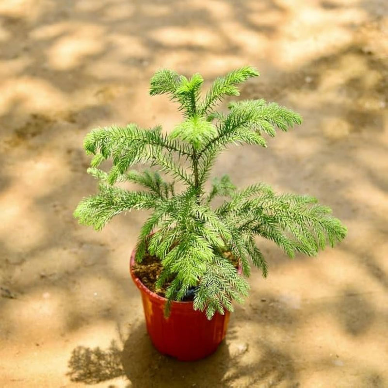 Graines d’Araucaria à semer, tolère la mi-ombre, variété traditionnelle et sans OGM, graines pour jardin familial