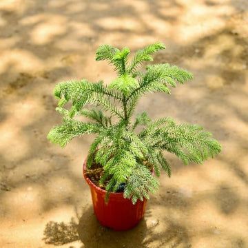 Araucaria Blumensamen zur Aussaat Halbschatten verträglich Traditionssorte & ohne Gentechnik Samen Hausgarten