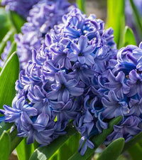 Blau hyacinthus blume samen for anpflanzung - wildflower mix, heirloom & gmo free samen for home garten
 
 sale samen for anpflanzung in home garten