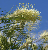 Weiß Grevillea Robusta Blumensamen Blumensamen zur Aussaat lang Blüte Saison Traditionssorte & ohne Gentechnik Samen Hausgarten