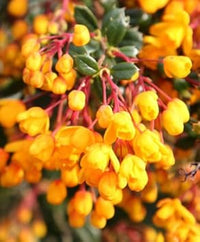 Gelb darwinii blume samen for anpflanzung - wildflower mix, heirloom & gmo free samen for home garten
 
 sale for anpflanzung in home garten.