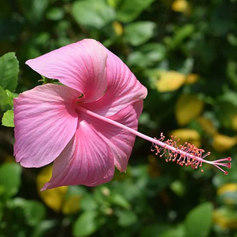 zart Rosa Hibiskus Blumensamen zur Aussaat Bestäuber freundlich Traditionssorte & ohne Gentechnik Samen Hausgarten