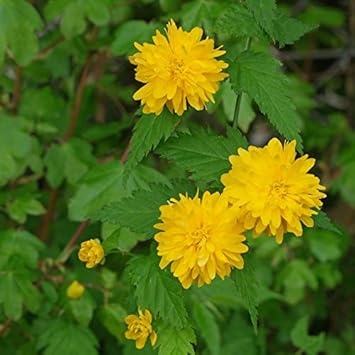 Gelb kerria japonica blume samen for anpflanzung - low maintenance, heirloom & gmo free samen for home garten
 
 sale samen for anpflanzung in home garten