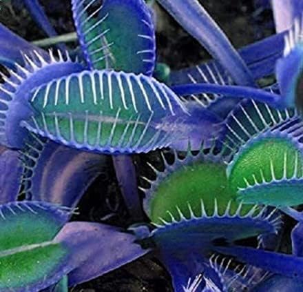 Blau Grün Venus Fly Trap Samen Blumensamen zur Aussaat sonnenliebend Traditionssorte & ohne Gentechnik Samen Hausgarten