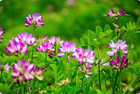 Astragalus Sinicus Blumensamen zur Aussaat leuchtend Traditionssorte & ohne Gentechnik Samen Hausgarten