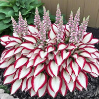 Hosta Hosta spp. Samen zur Aussaat – ideal Halbschatten Garten & Blume Beet