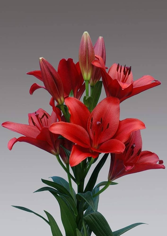 Lilium Pumilum Rot Lilie Samen zur Aussaat Balcony Garten Containers