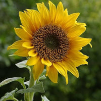 Sonnenblume Mischung Helianthus annuus Samen zur Aussaat Backyard Field Garten