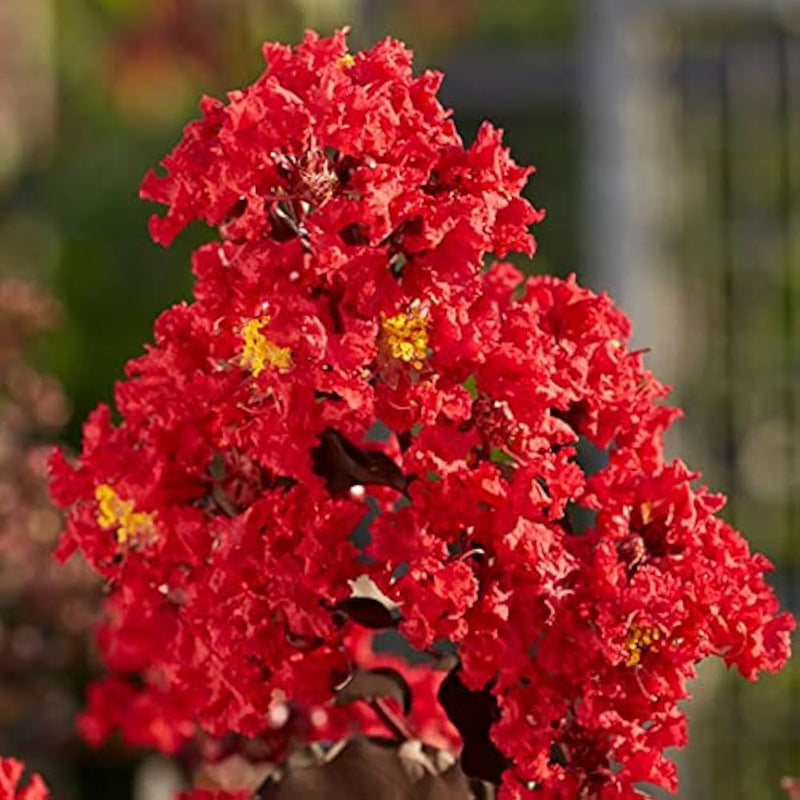 Rot crape tree blume samen for anpflanzung - long bloom season, heirloom & gmo free samen for home garten
sale samen for anpflanzung in home garten