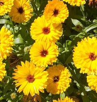 Gelb calendula blume samen for anpflanzung - drought tolerant, heirloom & gmo free samen for home garten
 
 sale for anpflanzung in home garten.