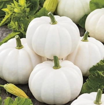 Weiß Pumpkin Gemüsesamen für einfache Aussaat