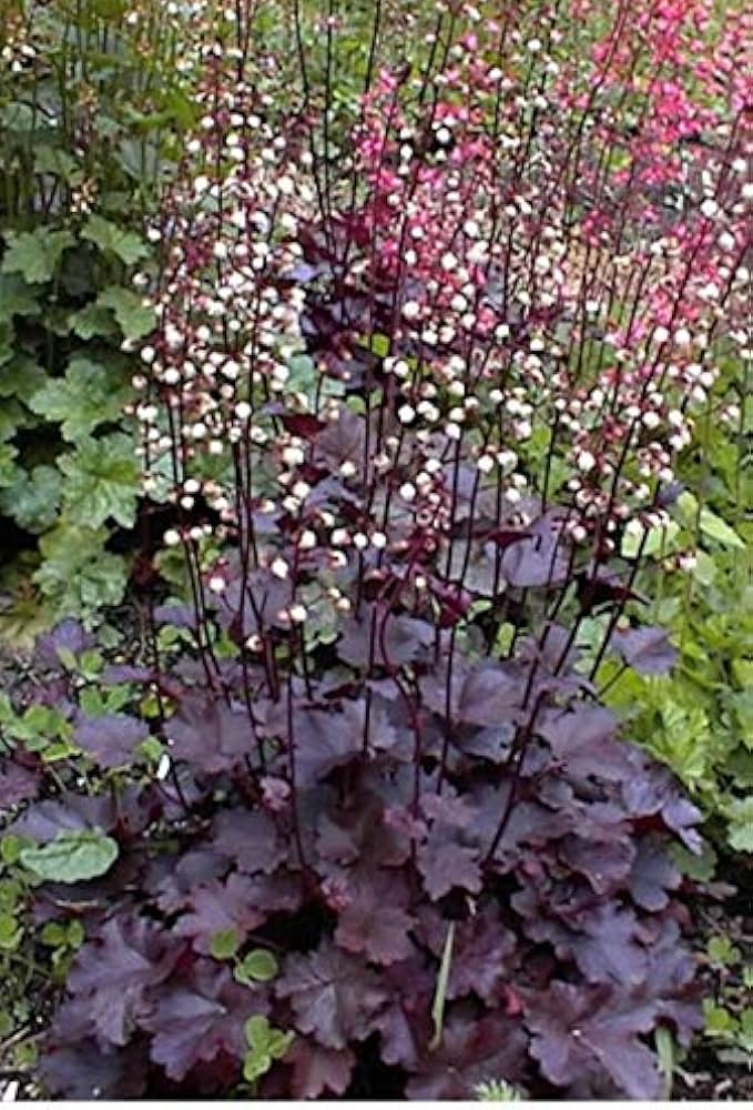 Lila Heuchera Heuchera micrantha Palace Lila Samen zur Aussaat Halbschatten Garten Rabatten