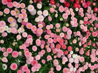 Bellis Strawberries & Creme Daisy Samen Blumen