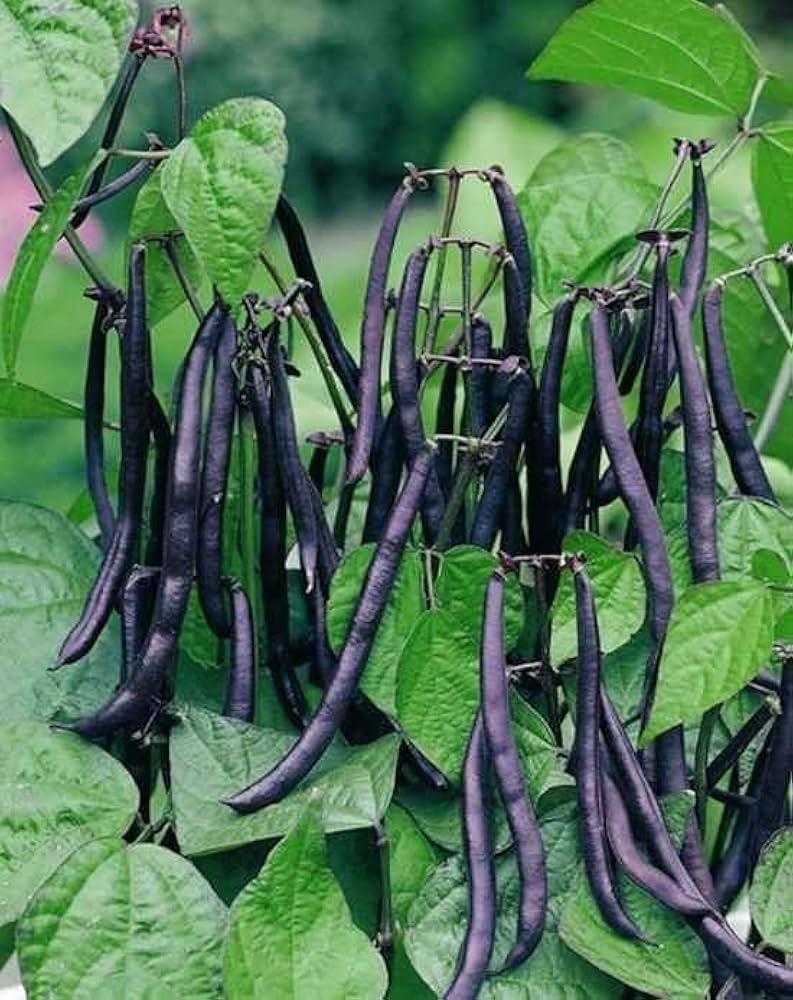 Schwarz Bean Planting Samen for Gemüse Gardens