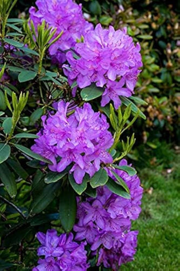 Lila Azaleas Blumensamen zur Aussaat – leuchtend Blüten – Traditionssorte & ohne Gentechnik Samen Hausgarten