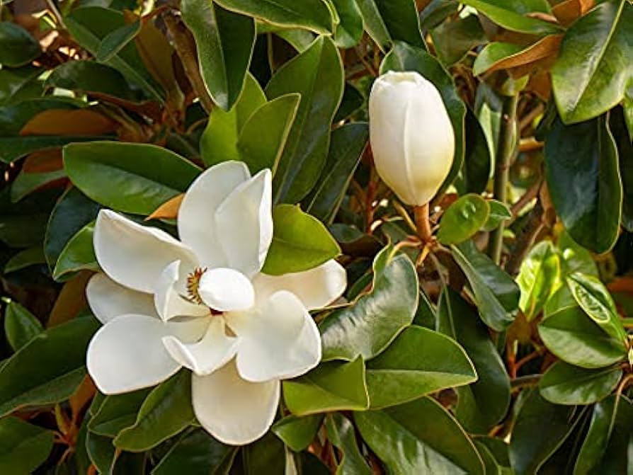 Wikipedia Blumensamen zur Aussaat – Wildblume Mischung – Traditionssorte & ohne Gentechnik Samen Hausgarten